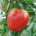 Graines de Tomates Coeur de Boeuf d'Antan (Malinowy Retro)