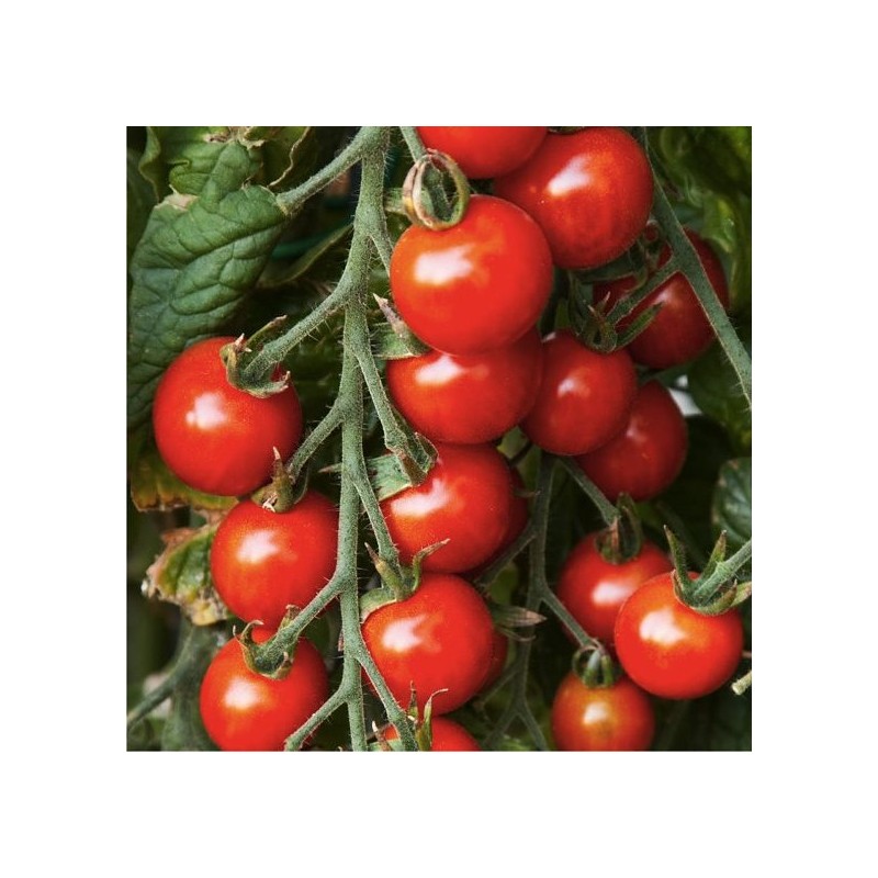 50 Graines Tomate Cerise MEXICAN WILD sauvage! - Frais de port