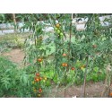 graines BIO de Tomates