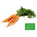 graines BIO de carottes