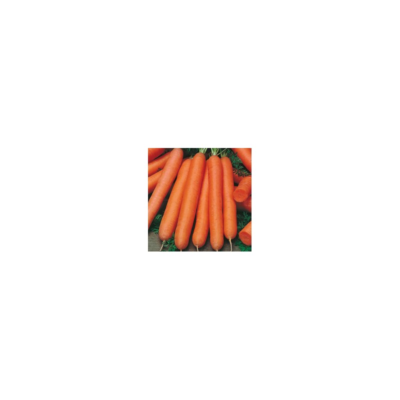 graines de carottes precoces