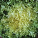 Salade frisée (chicorée)